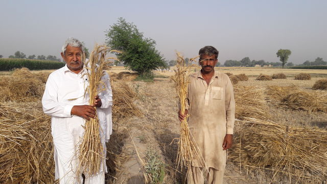 Some of the Pakistani farmers taking part in the agronomic fortification program.
