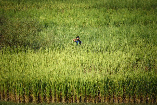 A healthy rice paddy in Bihar.