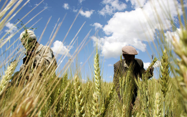 Ethiopian farmers have increased their yields using fertilizers.