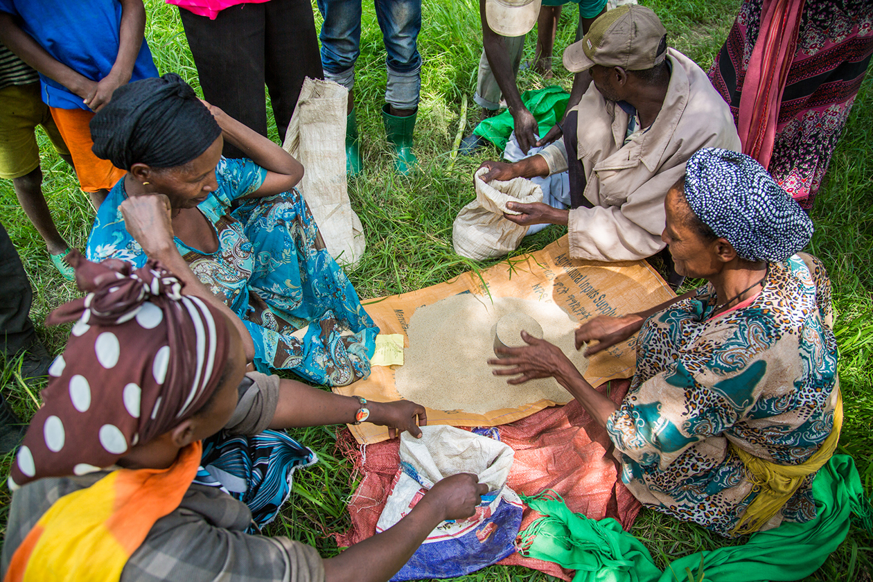 Farmers receive Teff seeds, used for a common staple called Injera.