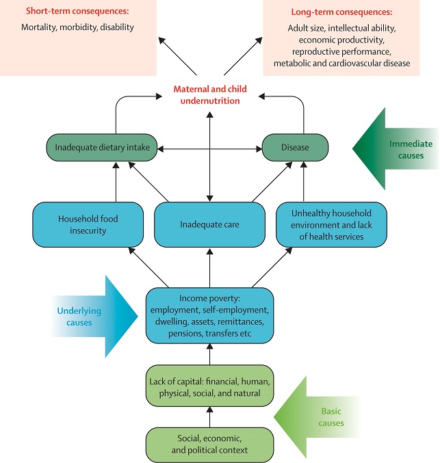 Framework for the relations between poverty, food security, and other underlying and immediate causes to maternal and child undernutrition and its short-term and long-term consequences.
